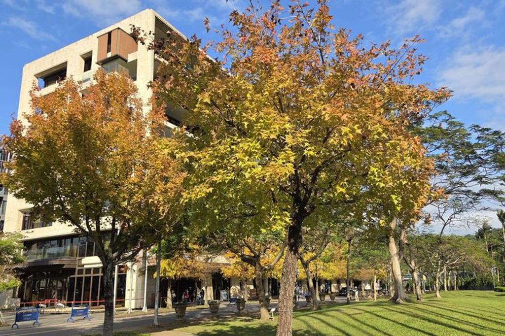 ▲中山北路五段靠士林官邸楓香。 圖:臺北市政府工務局公園路燈工程管理處/提供