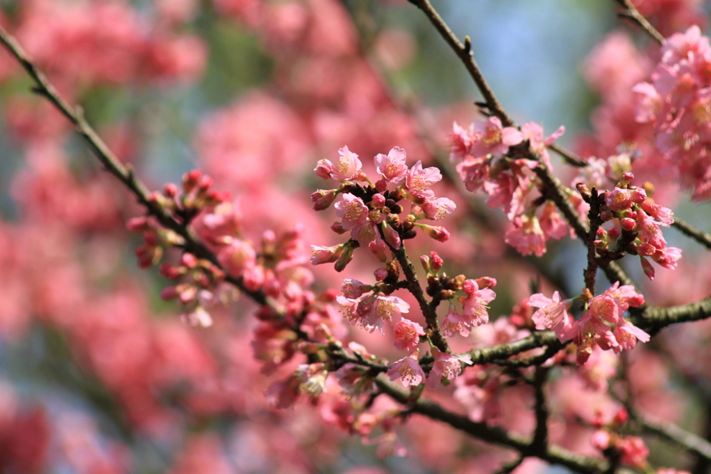 台版櫻花前線公布!九族、日月潭八重櫻「提早8天開」