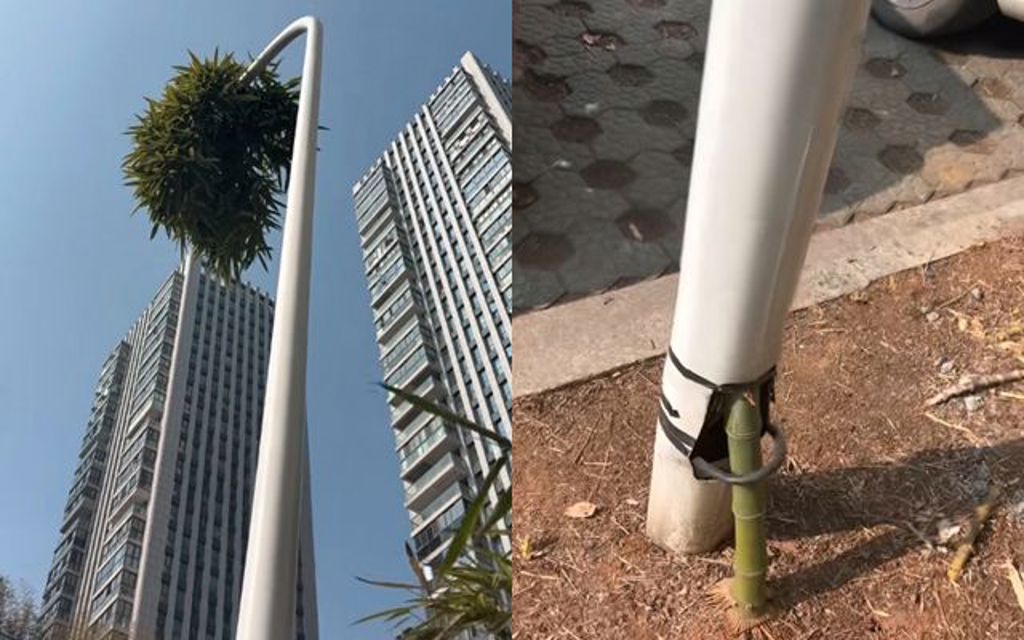 路燈冒一簇青翠枝葉!浙江「竹堅強」爆紅 成超勵志景點