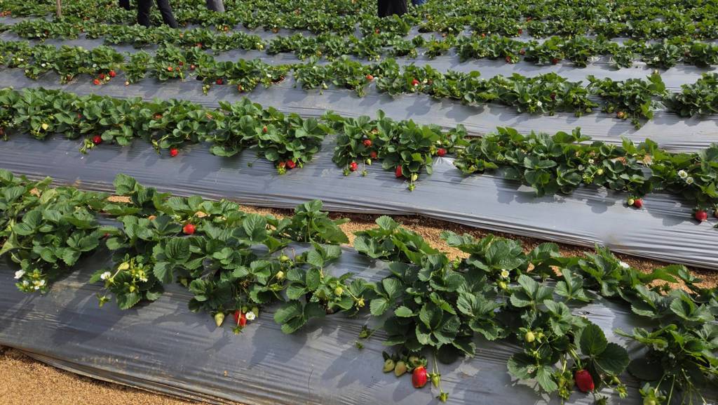 「自採草莓」幫老闆省人力 1斤卻貴200元 果農吐真心話