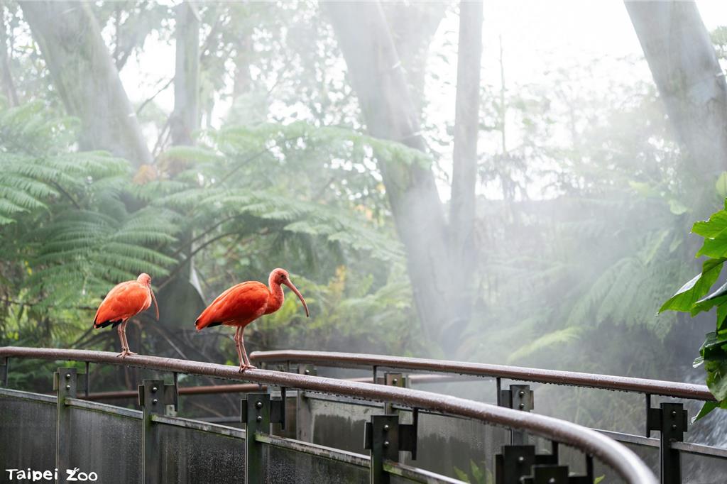 動物園禦寒大作戰!穿山甲館變「溫泉」 暖氣、保溫燈守護熱帶動物