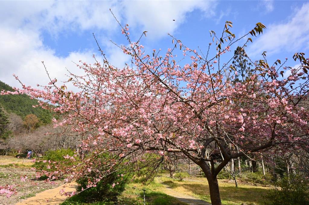 櫻花季來了 台中福壽山千櫻園2/14開園