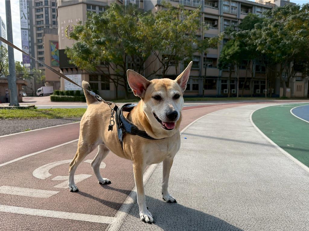 狗狗「僵住」不是在放鬆!職人揭3大互動禁忌 守護毛孩心理健康