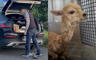 投毒害動物！ 張美阿嬤農場怒轟兒是巨嬰：遇事回家討奶吃