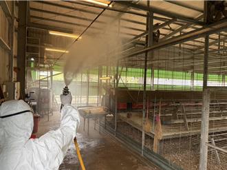 好人好事代表出事！豐原雞場爆禽流感 偷埋死雞恐罰百萬