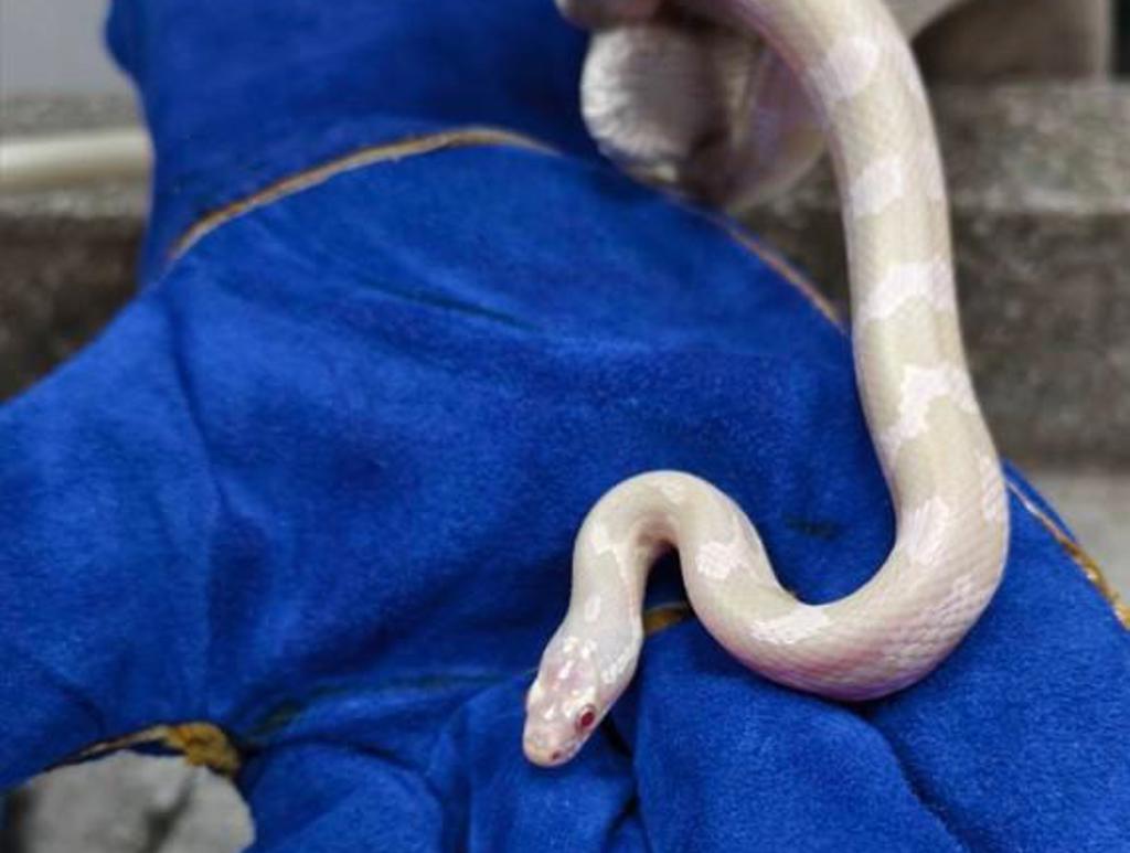 白蛇現蹤彰化 竟是罕見「白化玉米蛇」30日開放抽籤領養