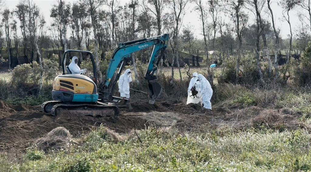 豐康牧場逾千隻病死雞非法運苗栗 鍾東錦怒斥業者:要嚴懲