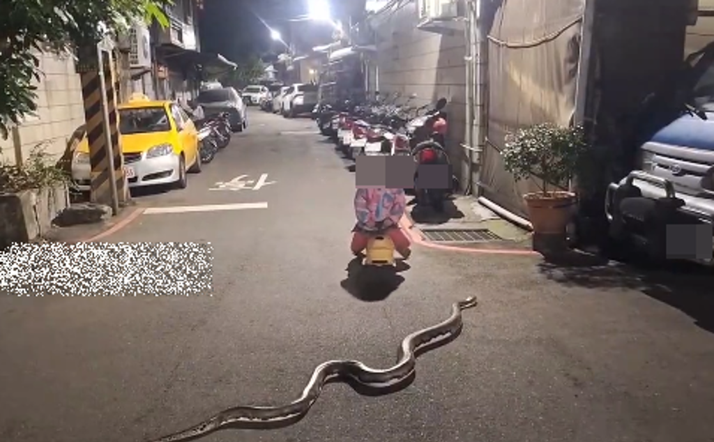 路上有蛇!幼童騎學步車「滑過2米巨蟒」 淡定畫面曝