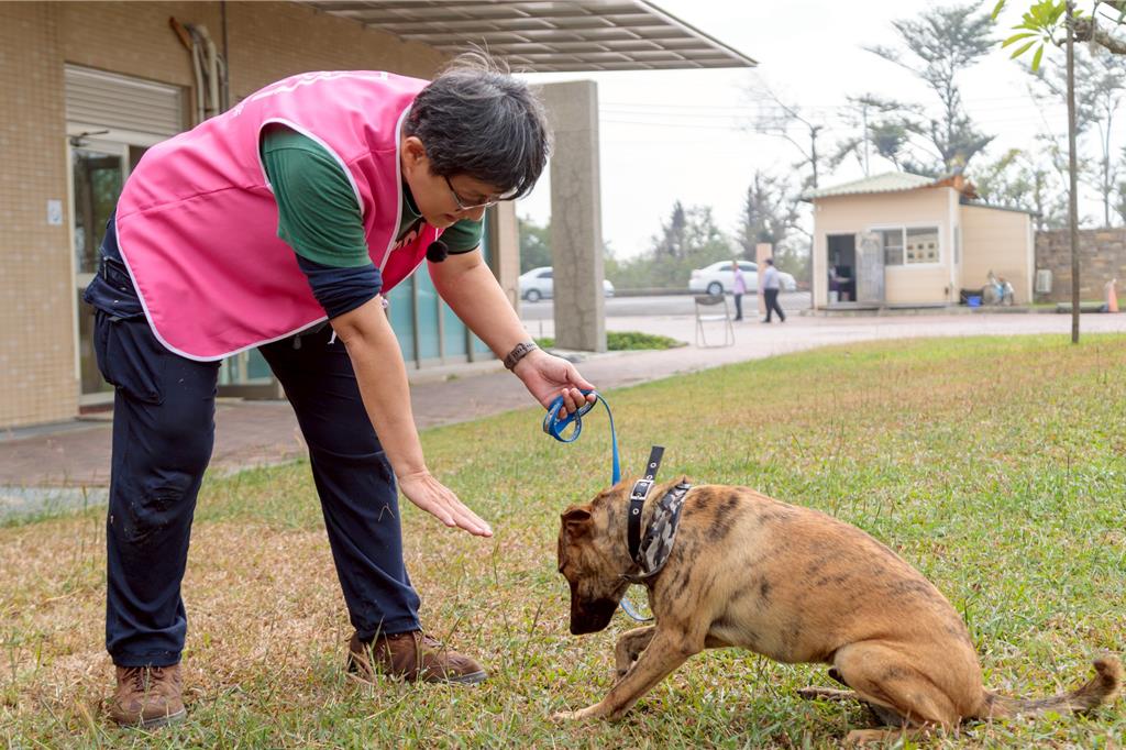 浪浪變身護衛犬!嘉義獨創「就業服務站」 助15隻找到家