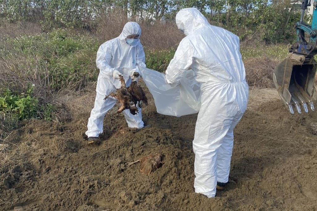 台中禽流感死雞非法運苗栗棄置 兩嫌交保並限制出境出海