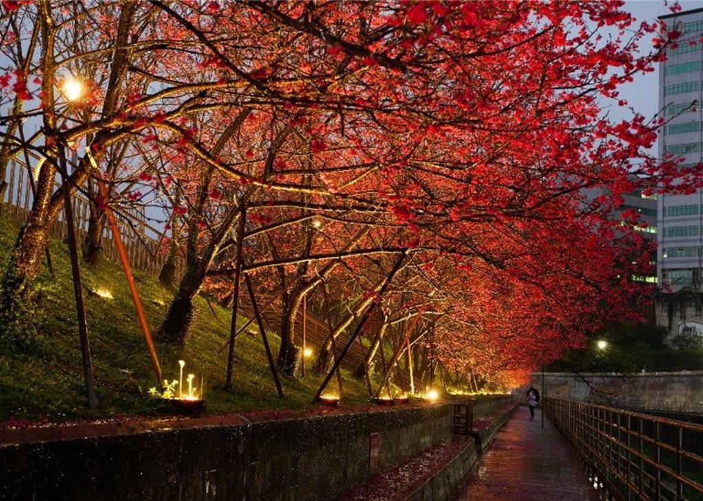 光影與櫻花交織 台北體驗京都賞櫻氛圍