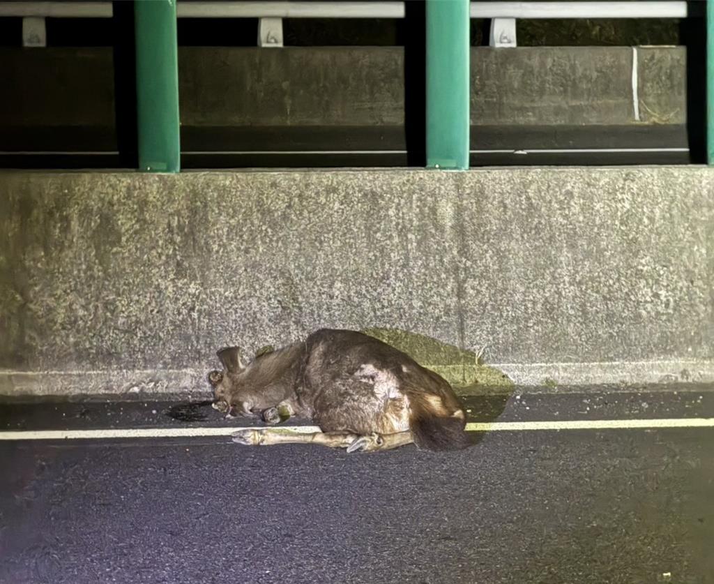 水鹿突闖國道3號!汽車煞車不及撞死牠 車頭凹陷