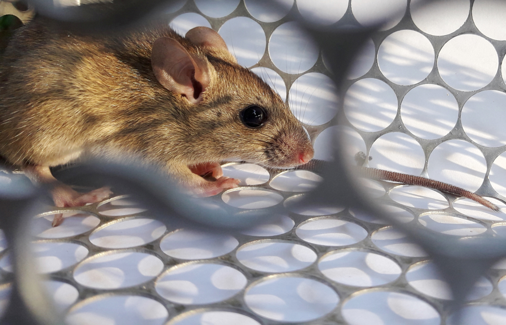 漢他病毒醫師也怕 初期像感冒「數小時恐休克」