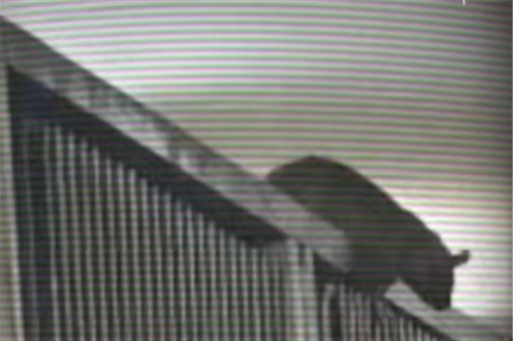 內湖動物之家爆鼠患!志工、民眾曾遭咬傷 挨批像「米奇妙妙屋」