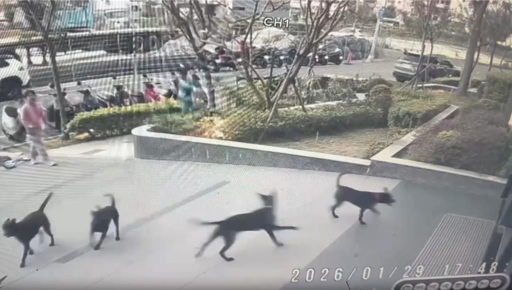 高雄工地惡犬擾民 黑狗圍堵孕婦、兒童 飼主恐挨罰1.5萬