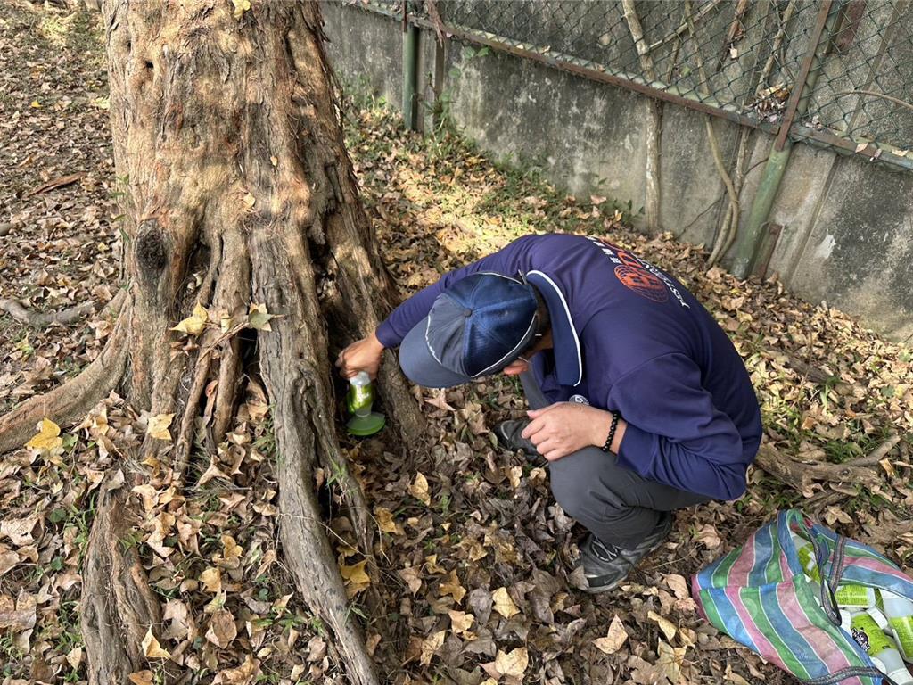 黑螞蟻大軍入侵生活圈 新竹市府教3招:噴灑熟石灰、放餌劑