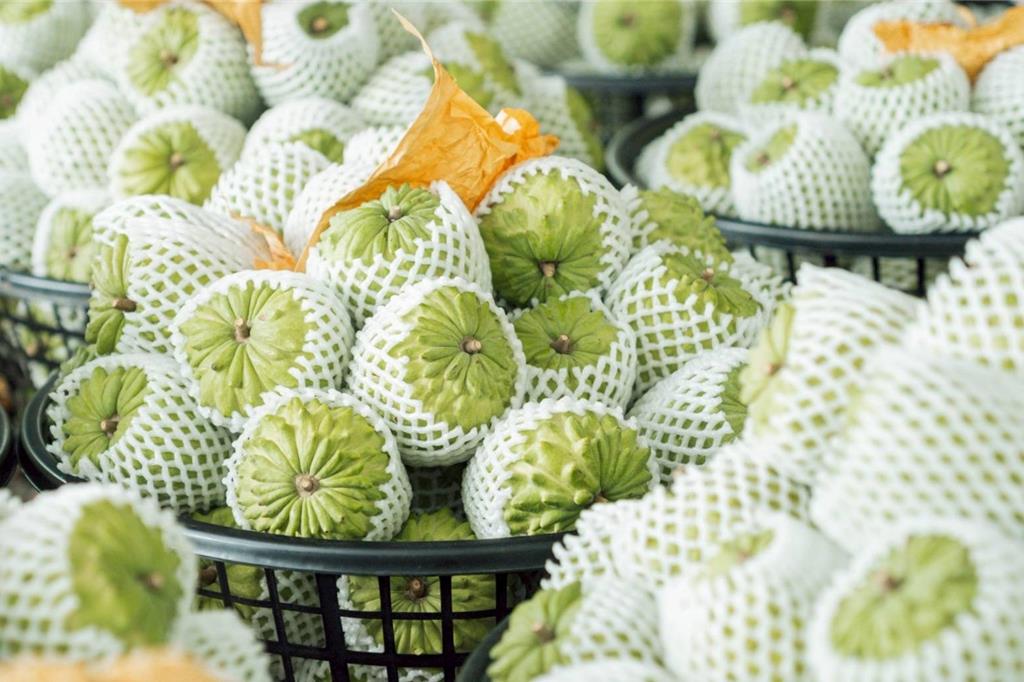 星國銷量破萬斤!搶攻高端市場 台東鳳梨釋迦百場試吃大獲好評