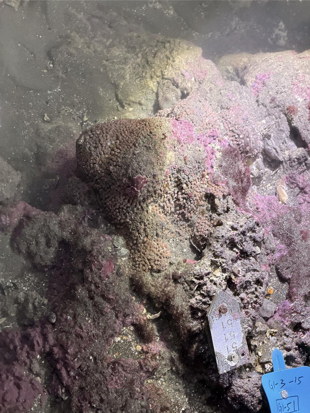 影》取得共識!藻礁公投聯盟首度與中油、海大現勘三接