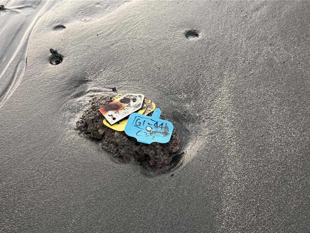 三接工程害慘柴山多杯孔珊瑚?民團批中油洗腦大眾 籲正視漂沙、淤泥