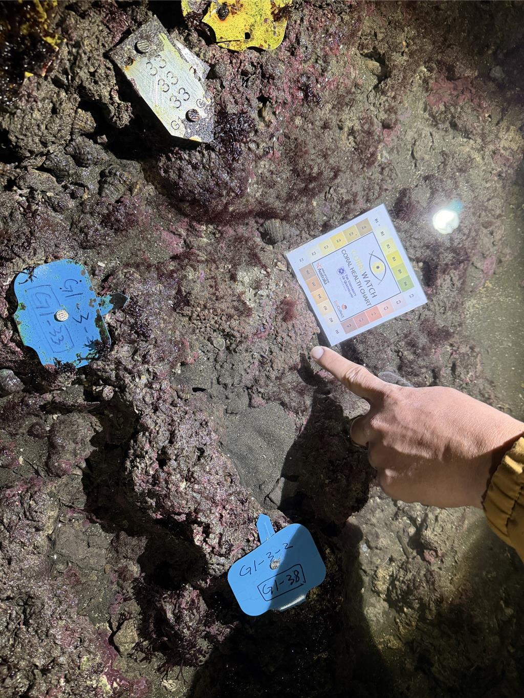 避免柴山多杯孔珊瑚爭議再起 海洋大學將製「健康分級色卡」