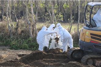 H5N1全台總計11例低於去年同期 防檢署籲：持續努力