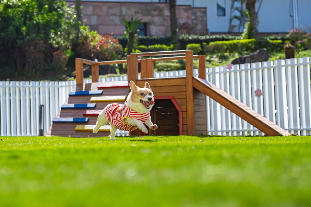 共度人寵共好奢華假期 大溪笠復威斯汀打造北部飯店首座「毛孩樂園」
