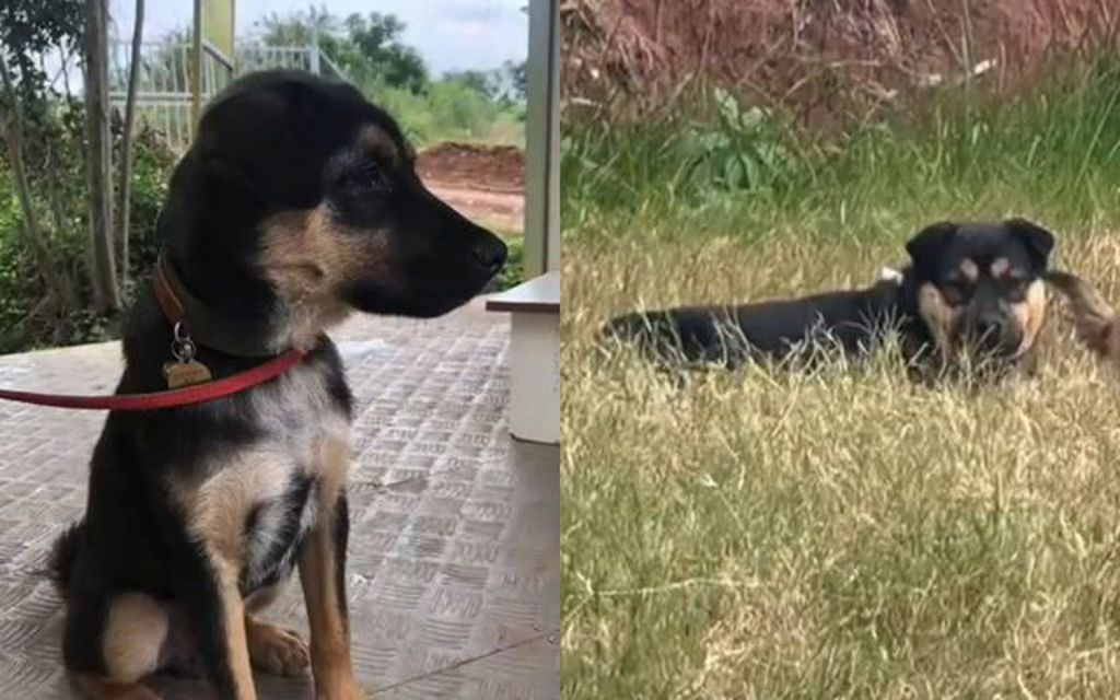 上廁所遭迷暈殺害! 陸搜救犬「黑崽」尋獲已成狗肉