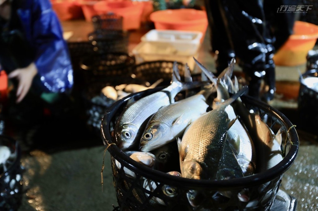 剛上岸的虱目魚光亮漂亮如牛奶般細嫩,難怪虱目魚英文名Milk Fish牛奶魚。(行遍天下提供/圖:陳志東)