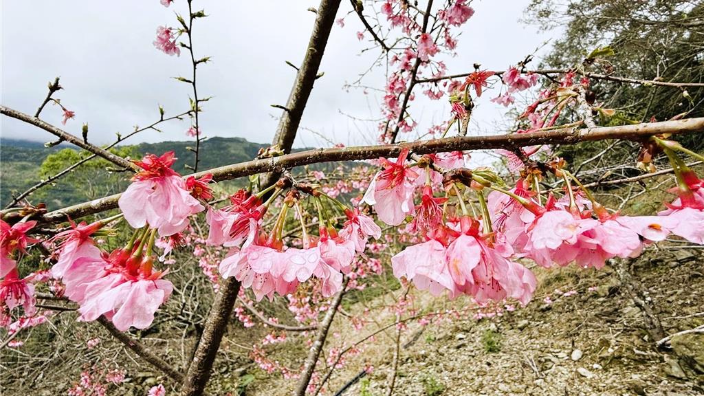 台東縣太麻里金針山區櫻花陸續綻放,粉嫩花海點綴山頭,春意盎然。(青山農場提供/蕭嘉蕙台東傳真)
