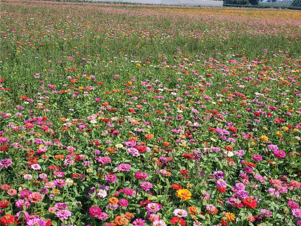 倒數計時!雲林莿桐鄉農田花海30公頃盛放 初五開放免費採花