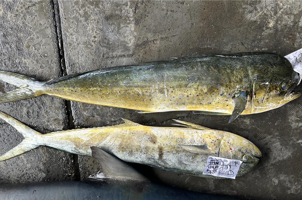 台美貿易協定拍板 鬼頭刀關稅15% 漁民:吞定心丸