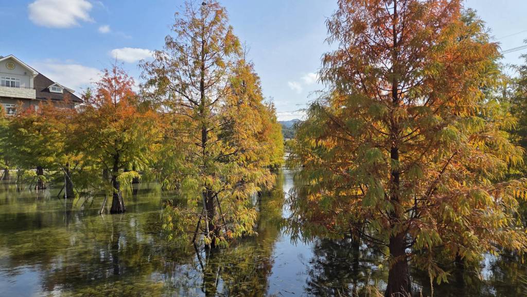 園藝達人曝落羽松超兇狠 台灣不適合種 180萬人嚇壞:這麼邪惡