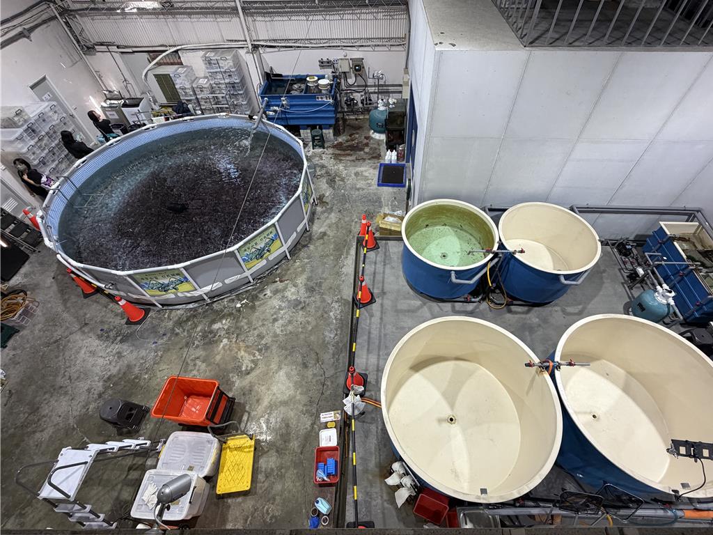 世界鯨魚日小年夜登場!新北去年野放3海龜、救援52件擱淺案