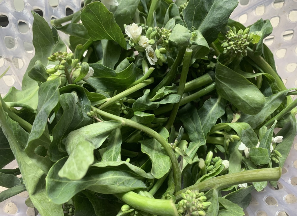 別再洗掉白霜 專家揭芥藍苔之寶:像藍莓一樣好