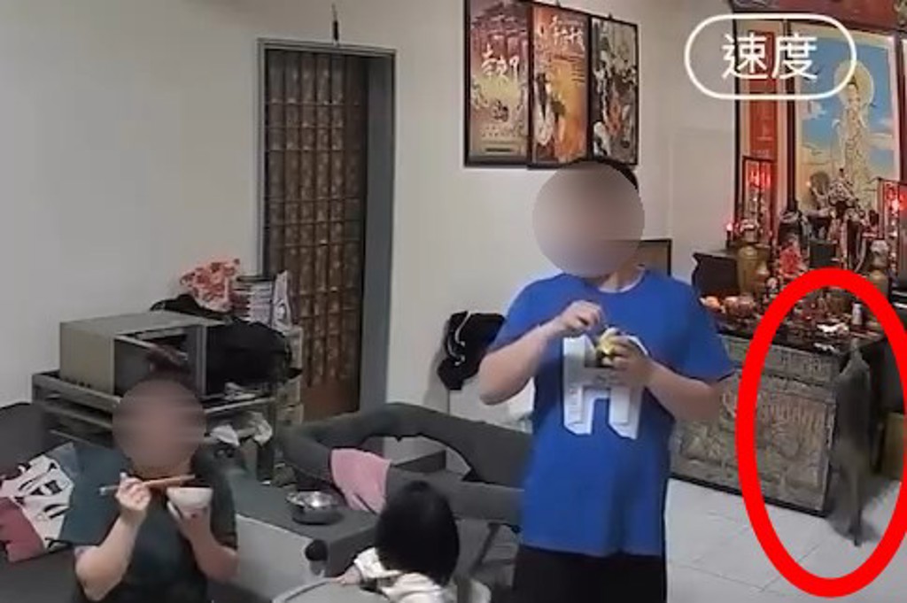 柴山潑猴闖民宅「偷水果」 屋主一家受驚嚇