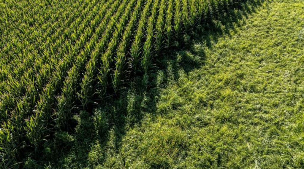 產量創紀錄 美國農民為何押寶玉米?