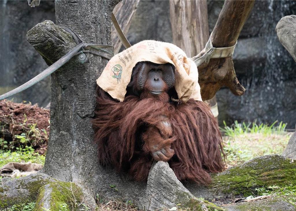 誇張遊客亂投餵 擲柑橘類砸紅毛猩猩 北市動物園說話了