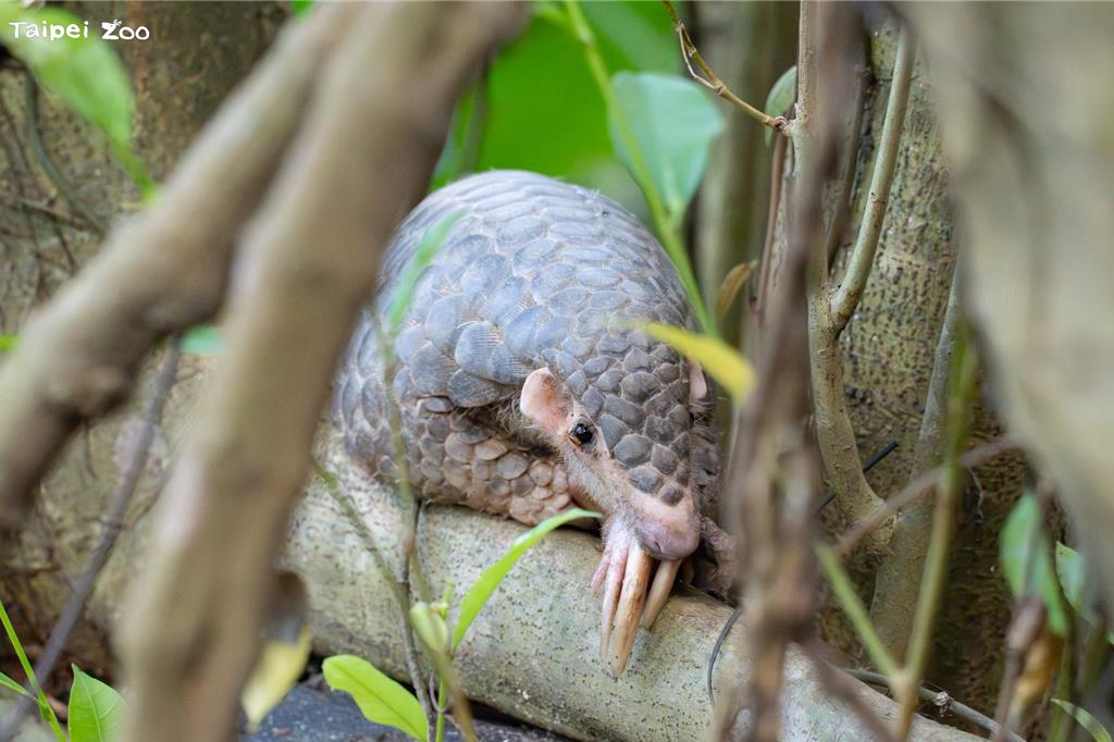 大年初五世界穿山甲日 北市動物園闖關送2026限定徽章