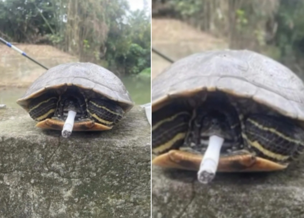 虐待動物下地獄?桃園國中生「香菸塞烏龜嘴」引眾怒
