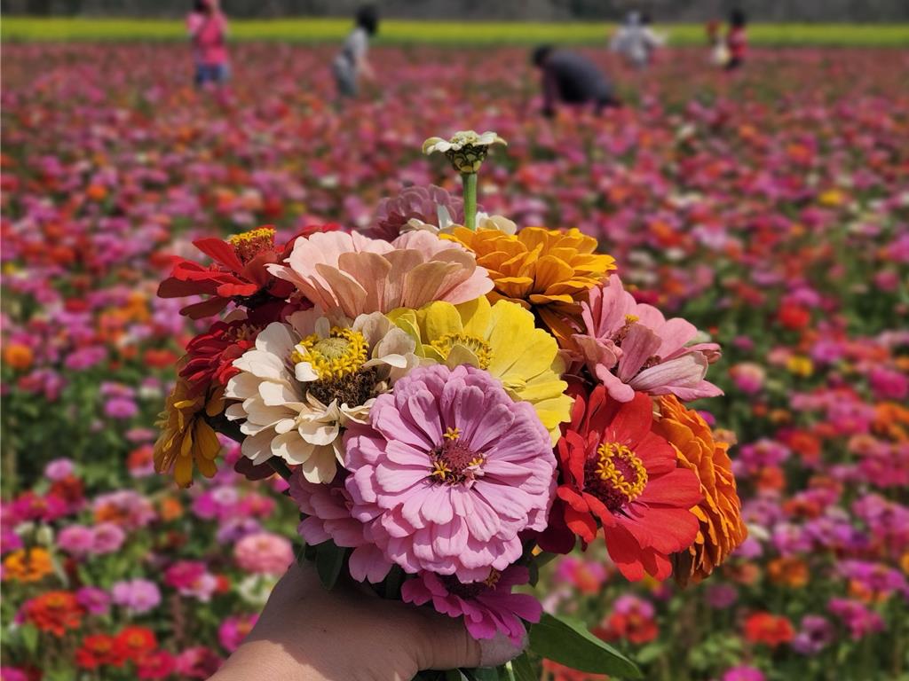 春耕前最後賞花!雲林莿桐鄉30公頃花海免費採