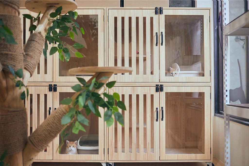 幸福貓之日「猴硐貓公所」回歸 三方合力打造友善貓村新風貌