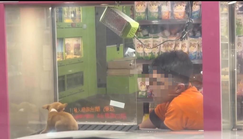 2月大吉娃娃疑遭粗暴壓制!羅東寵物店爆虐犬爭議 店家:已開除員工