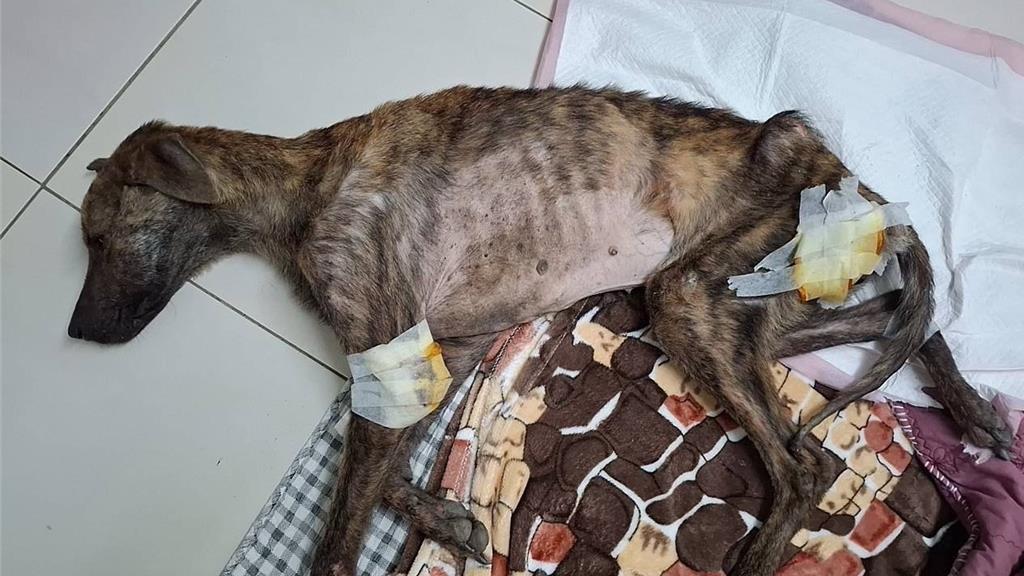 美濃某狗園疑照顧不周!潘慧如痛批稽查不合理 動保處說話了