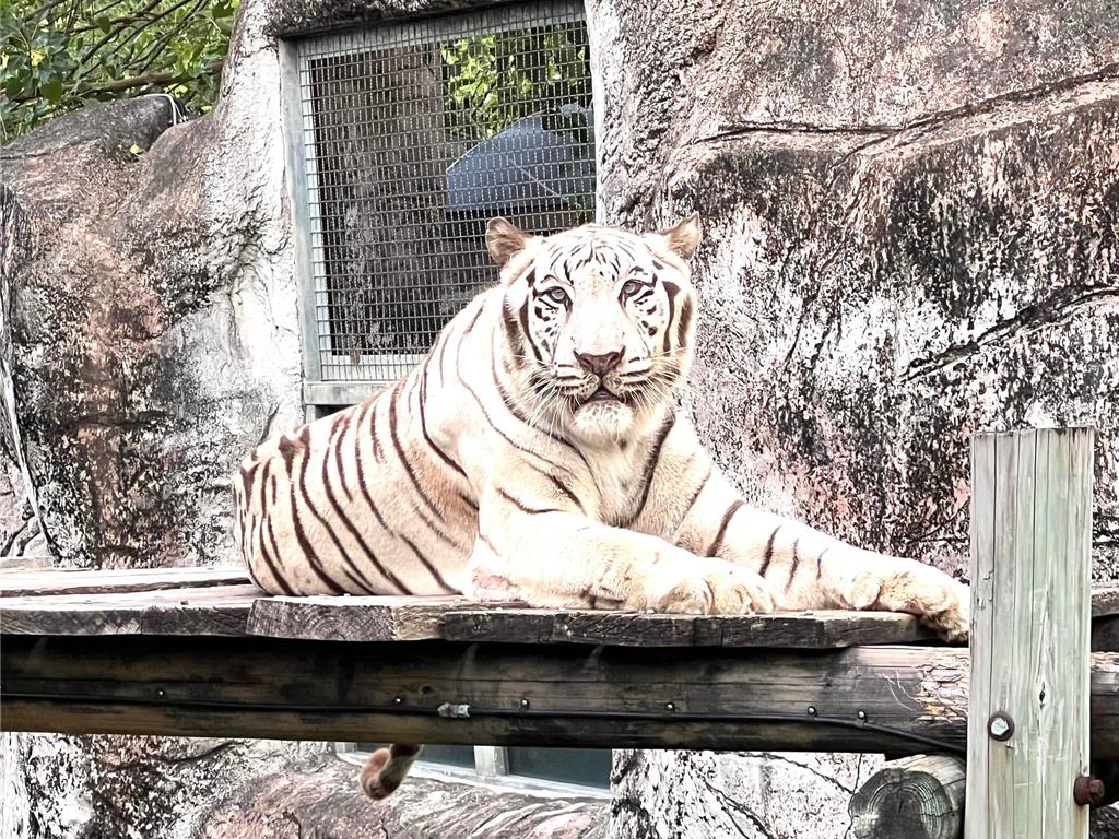 壽山動物園非洲象阿里剛走 高齡白虎昭海也辭世