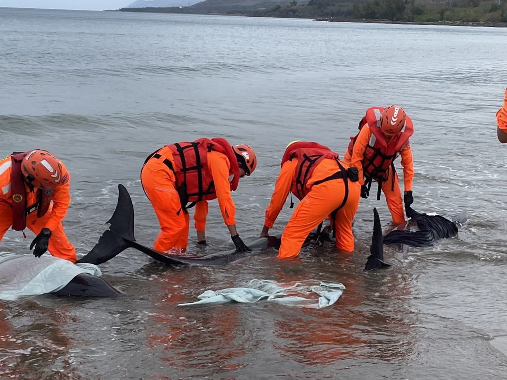 罕見!屏東車城11隻小虎鯨集體擱淺 4隻死亡持續救援中