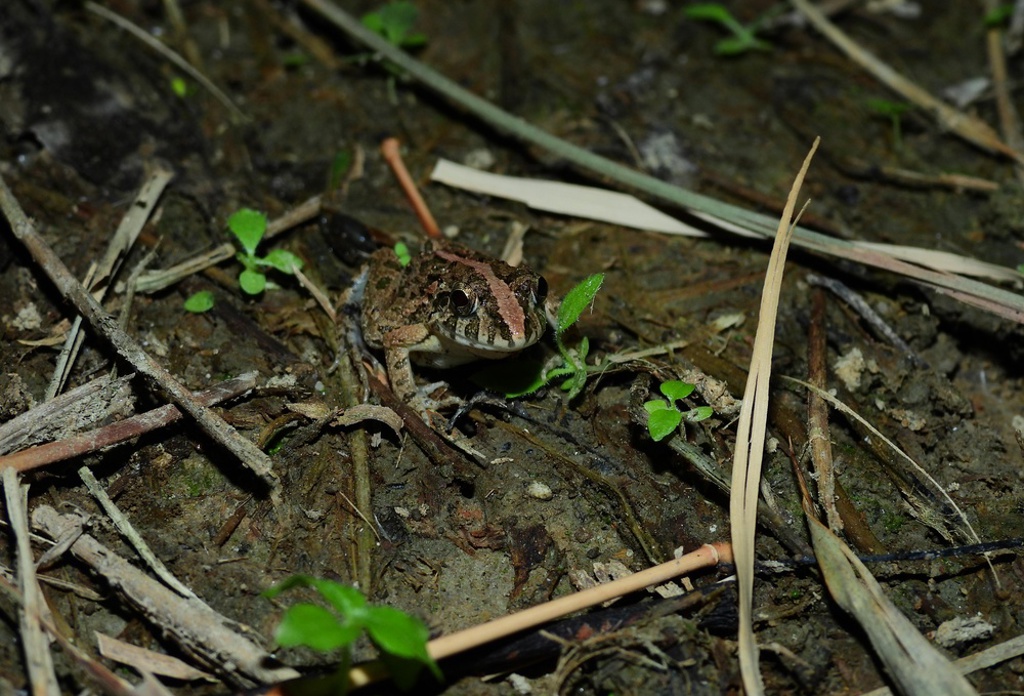 鞭炮炸青蛙 台南2高工生遭法辦 最重罰30萬
