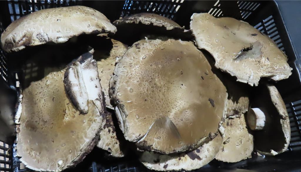 大廠驚傳違規!法進口波特菇、陸薄荷農藥殘留 全數攔截