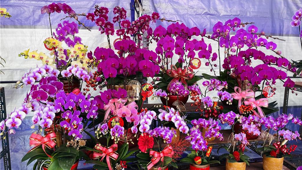 蝴蝶蘭銷美零關稅變15%!蔡正元示警台灣產業:會鮮血淋漓