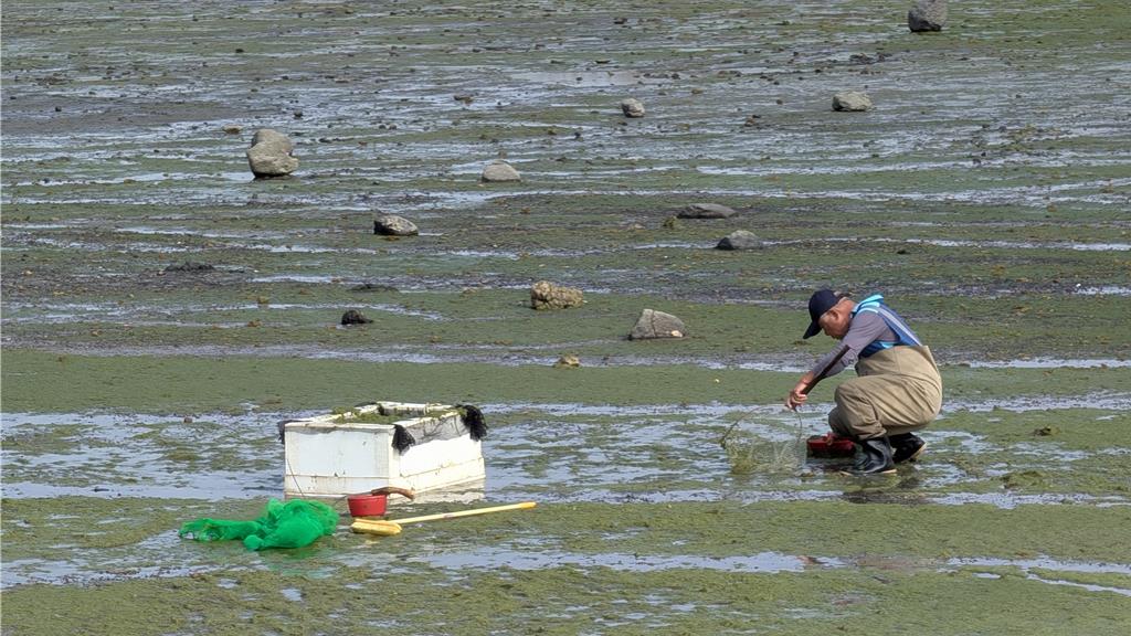 潮間帶換綠色新衣 澎湖綠金報到
