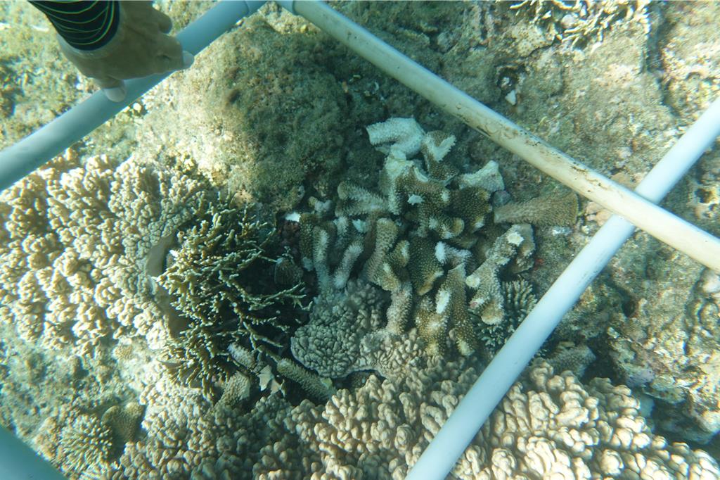 不服遊艇擱淺撞毀珊瑚礁要賠29萬 墾管處:曾有外籍船隻賠千餘萬